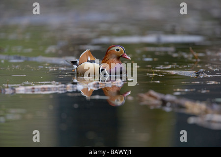 Male Mandarin duck Aix galericulata in the Forest of Dean England UK Stock Photo