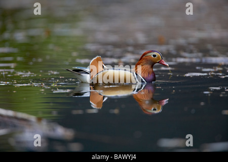 Male Mandarin duck Aix galericulata in the Forest of Dean England UK Stock Photo