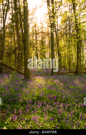Wild flowers in sunlight Stock Photo - Alamy