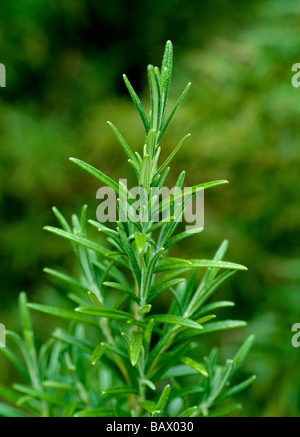 ROSEMARY PLANT GROWING IN A VEGETABLE GARDEN  ( ROSMARINUS OFFICINALIS )