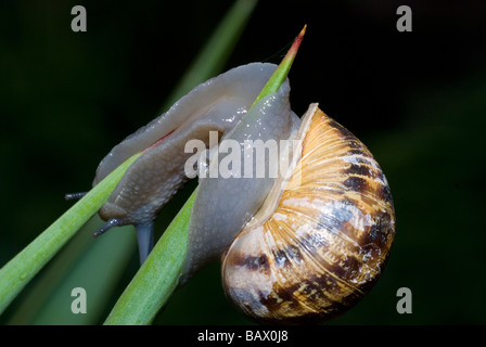 Garden snail on Yucca plant Stock Photo