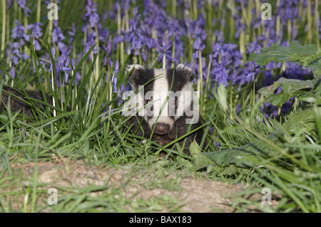 Eurasian badger and bluebells Stock Photo