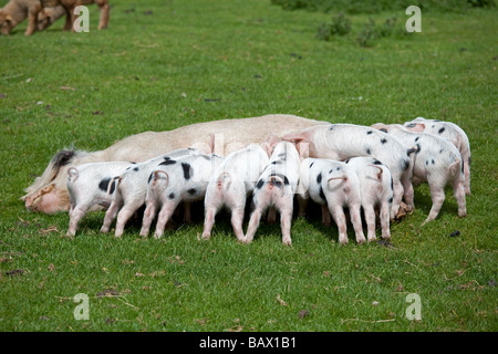 Gloucester old spot sow and suckling piglets Cotswold Farm Park Temple Guiting Glos UK Stock Photo