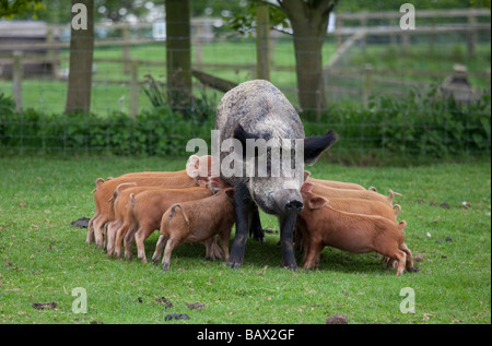 Iron age pig sow feeding piglets Cotswold Farm Park Temple Guiting Glos UK Stock Photo