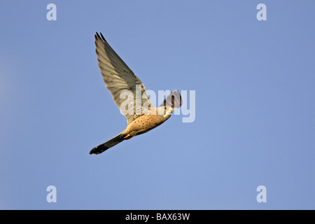 Male Lesser Kestrel in flight Stock Photo