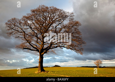 Roseberry Topping and Oak Tree in late March sunshine from Easby Lane Great Ayton North Yorkshire Stock Photo