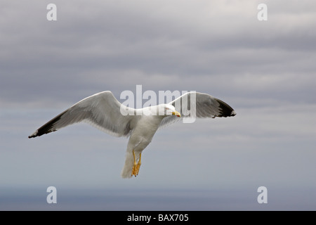 Yellow-legged Gull landing Stock Photo