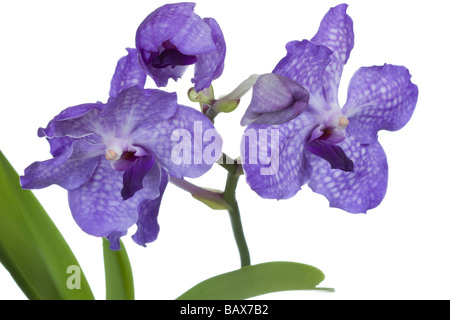 vanda sansai blue orchid  vanda coerulea hybrid Stock Photo