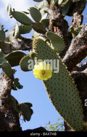 Opuntia echios var barringtonensis, Cactaceae, Santa Cruz Island (Indefatigable), Galapagos Islands, Ecuador Stock Photo