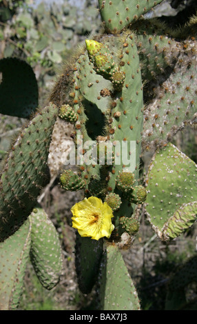 Opuntia echios var barringtonensis, Cactaceae, Santa Cruz Island (Indefatigable), Galapagos Islands, Ecuador Stock Photo