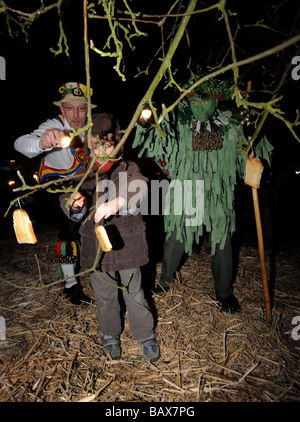 Toast is hung in the apple trees to attract Robins during the Thatchers Cider Wassailing event Thatchers Cider Farm Stock Photo