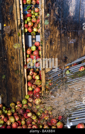 Cider apples being washed and carried up to be crushed for their apple juice at Julian Temperley s Cider Cider Brandy orchard Stock Photo