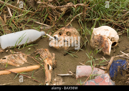 Unburied bodies in the destroyed village of Gongi south Labutta after cyclone Nargis struck Myanmar in May 2008 Stock Photo