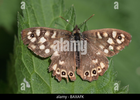 Speckled Wood (Pararge aegeria tircis) Stock Photo