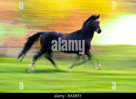 Running Black Beauty horse galloping animal, acquestrian Stock Photo