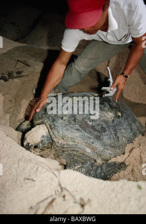 Ranger preparing to  'tag'  Green Sea Turtle, nesting. Stock Photo