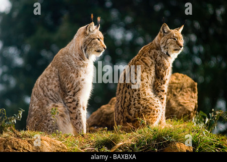 a couple of eurasian lynxes (Lynx lynx) Stock Photo