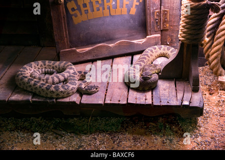 prairie rattlesnake, western rattlesnake or plains rattlesnake (Crotalus viridis) in a usa western village Stock Photo