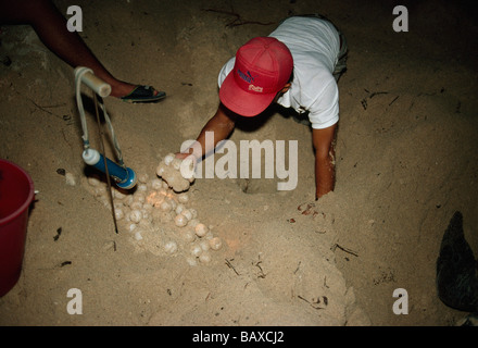 Ranger collecting eggs from nest, beached Green Sea Turtle Stock Photo