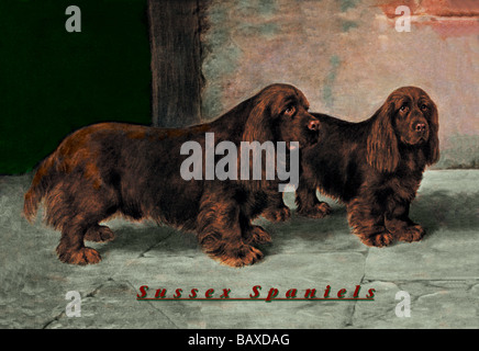 can a sussex spaniel guard a home