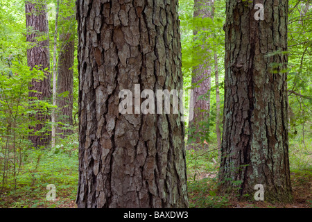 Recreation Area With Pine Tree Trunks Besides The Terradets Stock