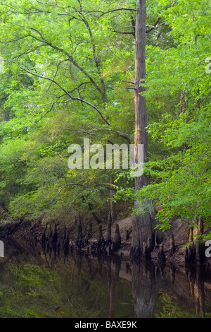 Saline Bayou National Scenic River, Winn Ranger District, Kisatchie ...