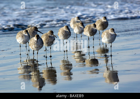 Group of sandpipers (Willets) huddled on beach - Jekyll Island, Georgia Stock Photo