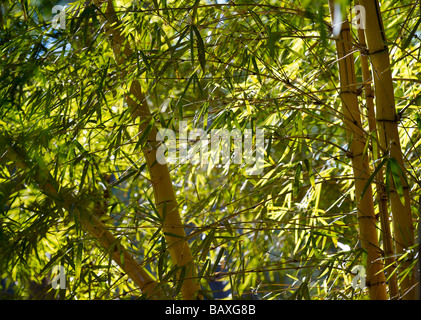 Grove of bamboo Stock Photo