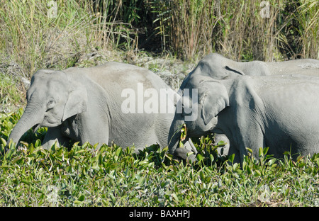 Three female wild Indian Elephants (Elephas maximus indicus) eating water plants at the margins of a lake. Stock Photo
