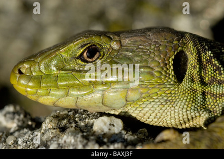 Ocelated Lizard or Jeweled Green lizard (Timon lepidus) Stock Photo