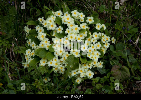 Wild primroses Primula vulgaris in full flower on wayside bank Cotswolds UK Stock Photo