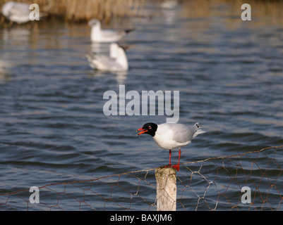 A Mediterranean gull (Larus melanocephalus) sits on a post Stock Photo