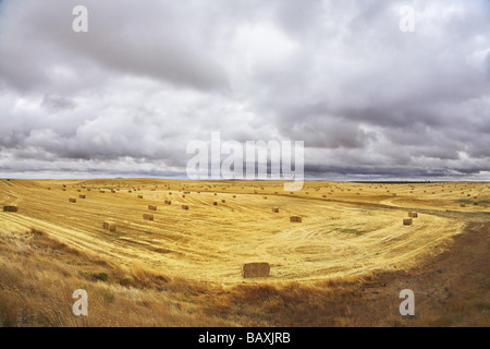 Huge field in state of Montana after a harvest Stock Photo