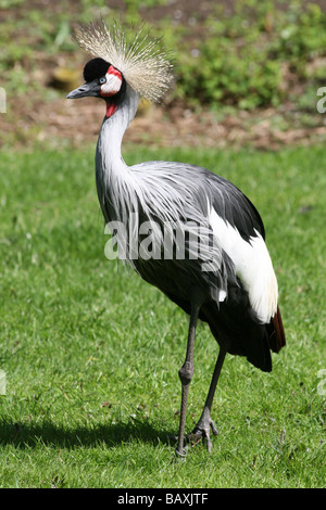 Portrait Of African Grey Crowned Crane Balearica regulorum Taken At Martin Mere WWT, Lancashire UK Stock Photo