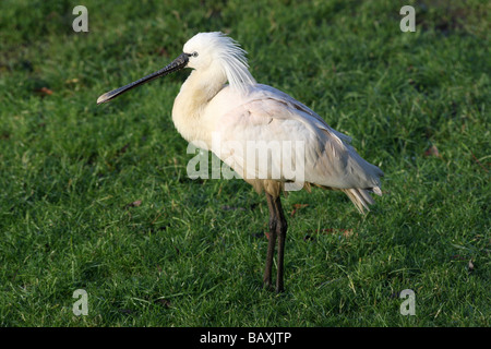 Common or Eurasian Spoonbill Platalea leucorodia Standing On Grass Taken at Chester Zoo, Cheshire, UK Stock Photo