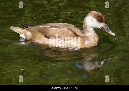 Female Red-crested Pochard Netta rufina Swimming At Martin Mere WWT, Lancashire UK Stock Photo