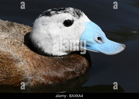 Close-up of Head And Bill of Male White-headed Duck Oxyura leucocephala At Martin Mere WWT, Lancashire UK Stock Photo