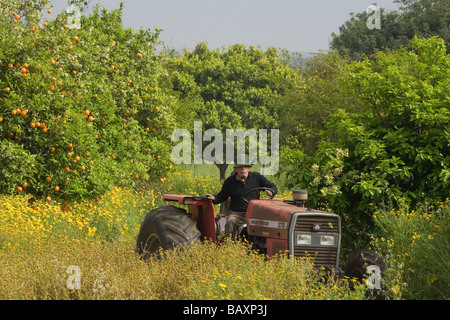 Tractor in an orange grove, near the Baths of Aphrodite, Akamas Nature Reserve Park, South Cyprus, Cyprus Stock Photo