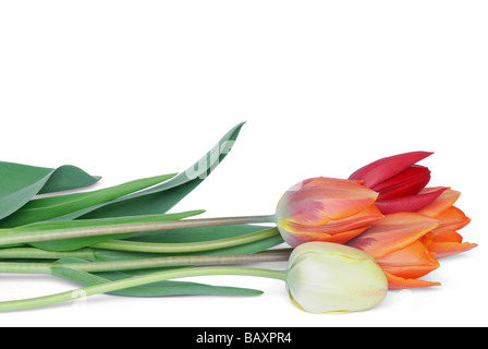 Tulips Stock Photo