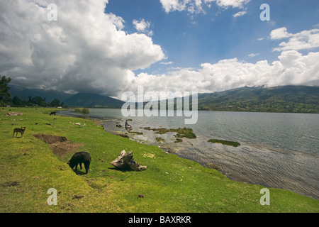 Sheep by Lago de San Pablo & slope of Fuya Fuya volcano near market town of Otavalo Imbabura Province Northern Highlands Ecuador Stock Photo