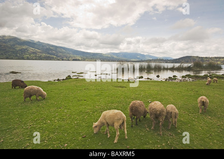 Sheep by Lago de San Pablo & slope of Fuya Fuya volcano near market town of Otavalo Imbabura Province Northern Highlands Ecuador Stock Photo