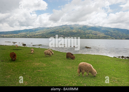 Sheep by Lago de San Pablo and Fuya Fuya volcano beyond near market town of Otavalo Imbabura Province Northern Highlands Ecuador Stock Photo