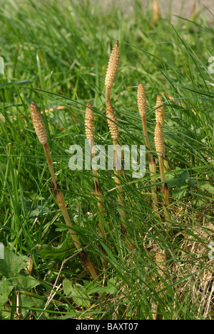 Common or field horsetail - Equisetum arvense Stock Photo