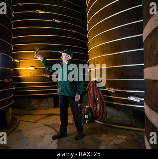 Worker checking cider amongst oak cider vats Thatchers Cider Sandford North Somerset England Stock Photo