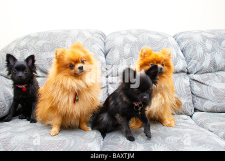 Adult pomeranians & their (black) crossed pups Stock Photo