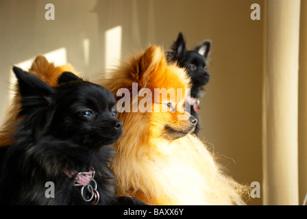 Adult pomeranians & their (black) crossed pups Stock Photo