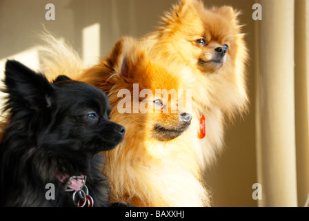 Adult pomeranians & their (black) crossed pups Stock Photo