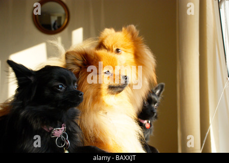 Adult pomeranians & their (black) crossed pups Stock Photo