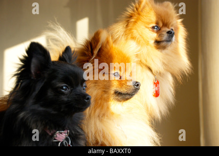 Adult pomeranians & their (black) crossed pups Stock Photo