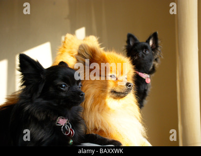 Adult pomeranians & their (black) crossed pups Stock Photo